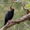 Anhinga australska - Anhinga novaehollandiae - Australasian Darter o7717
